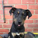 Photo of Tripp
