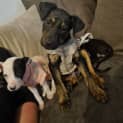 Photo of Tripp