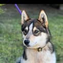Photo of Ninja