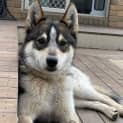 Photo of Ninja