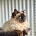 Photo of Aslan