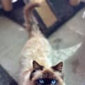 Photo of Aslan