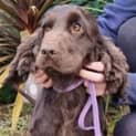 Photo of Hazel