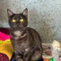 Photo of Hattie