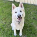 Photo of Whizzer