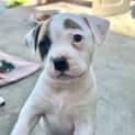 Photo of Moxie
