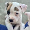 Photo of Moxie