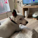 Photo of Toby