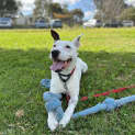 Photo of Toby