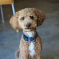 Photo of Rusty