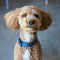 Photo of Rusty
