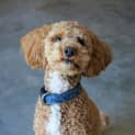Photo of Rusty