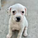 Photo of Elka