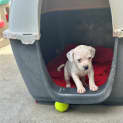 Photo of Elka