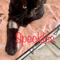 Photo of Speckles 