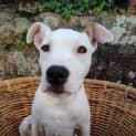 Photo of Sammy 5 Month Old Staffy X (Trial 8/10/23)