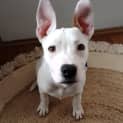 Photo of Sammy 5 Month Old Staffy X (Trial 8/10/23)