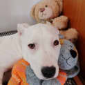 Photo of Sammy 5 Month Old Staffy X (Trial 8/10/23)