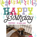Photo of Pepper