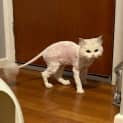 Photo of Snowflake 