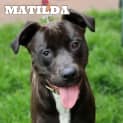 Photo of Matilda