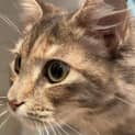 Photo of Puss