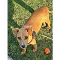 Photo of Tulip