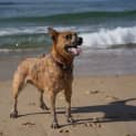 Photo of Tully 18 Month Old Cattle Dog (Trial)