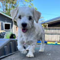 Photo of Harley
