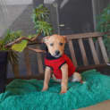 Photo of Percy