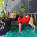 Photo of Percy
