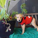Photo of Percy