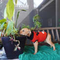 Photo of Percy