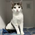 Photo of Romeo 