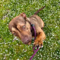 Photo of Poppy