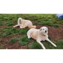 Photo of Matilda / Maverick