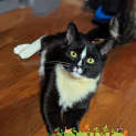 Photo of Scratchy