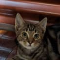 Photo of Imp