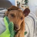 Photo of Josh 11 Month Old Mastiff X