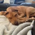 Photo of Josh 11 Month Old Mastiff X