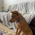 Photo of Josh 11 Month Old Mastiff X