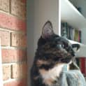 Photo of Pepper