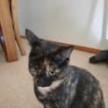 Photo of Pepper