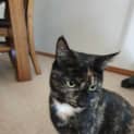 Photo of Pepper