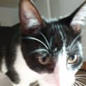 Photo of Remy