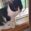 Photo of Remy