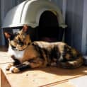 Photo of Queen Eliza Puss