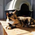 Photo of Queen Eliza Puss