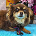 Photo of Bow
