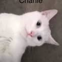 Photo of Charlie